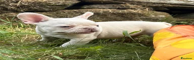 French Bulldog Puppy 4