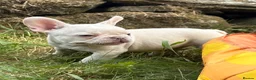 French Bulldog dogs for sale: 🔥READY NOW🔥KC registered frenchie pups❤️‍🔥 - Advert 9