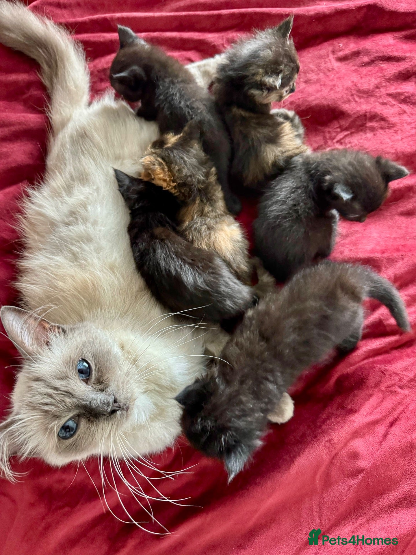 Mixed Breed cats ADORABLE 6 KITTENS. READY NOW. - Advert 1
