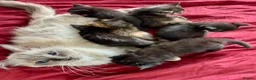 Mixed Breed cats for sale: ADORABLE 6 KITTENS. READY NOW. - Advert 1