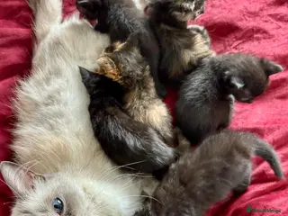 Mixed Breed cats ADORABLE 6 KITTENS. READY NOW. - Advert 1