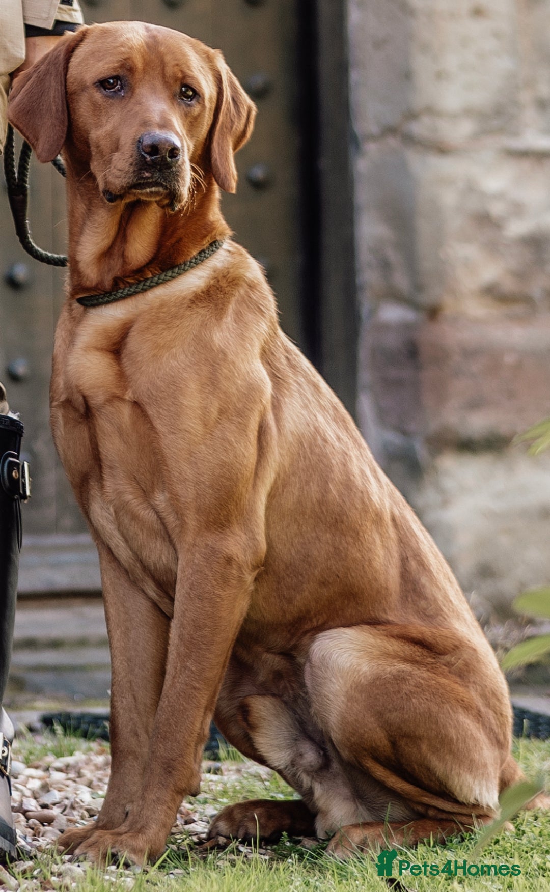 Labrador Retriever dogs for stud: Labrador at stud - Advert 2