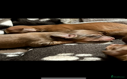 Miniature Dachshund dogs for sale: KC reg longhair haired miniature dachshunds  - Image 4