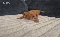 Miniature Poodle dogs for sale: KC Registered Red Miniature Poodle Puppies  - Image 6
