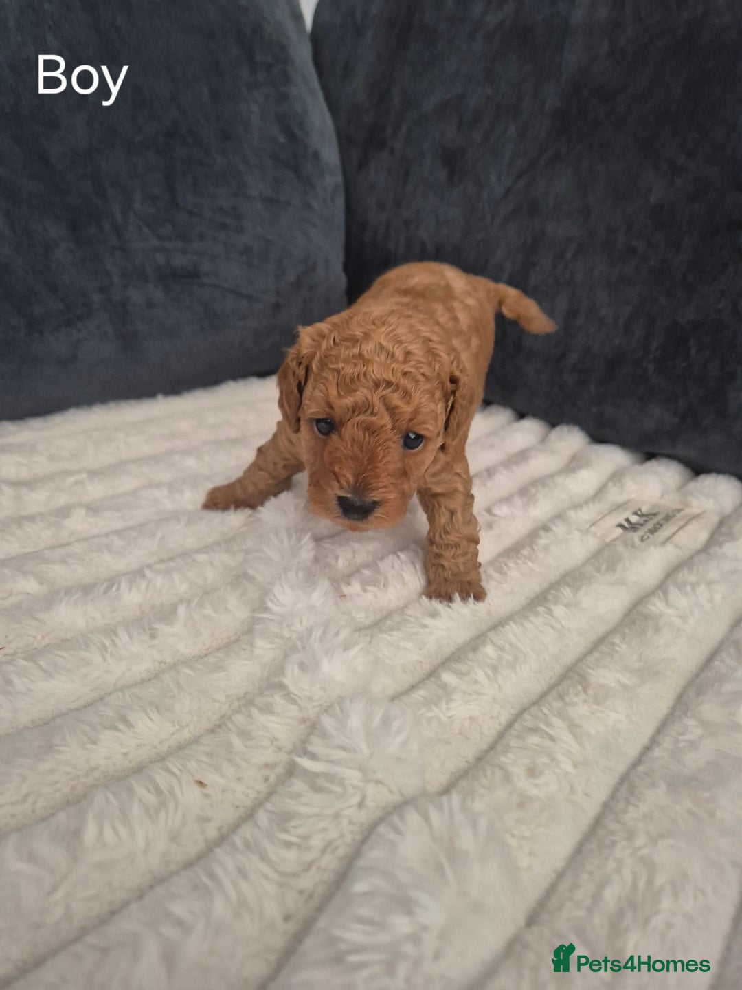 Miniature Poodle dogs for sale: KC Registered Red Miniature Poodle Puppies  - Image 6