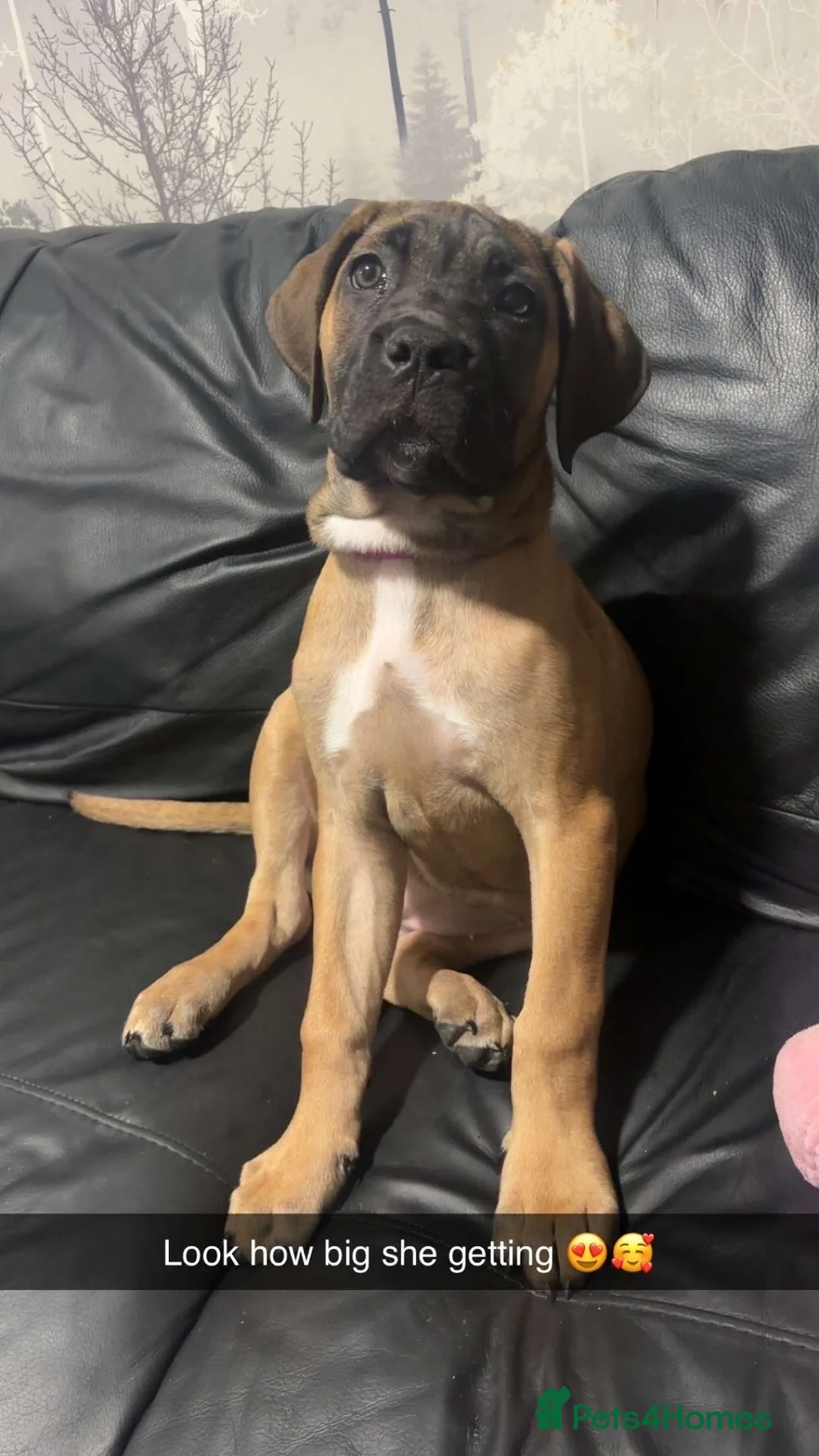 Cane Corso dogs for sale: Cane corso  - Advert 1