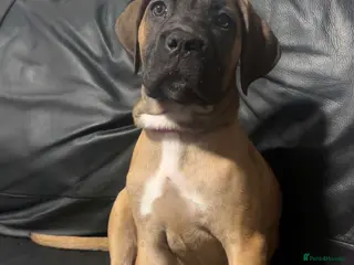 Cane Corso dogs Cane corso - Advert 1