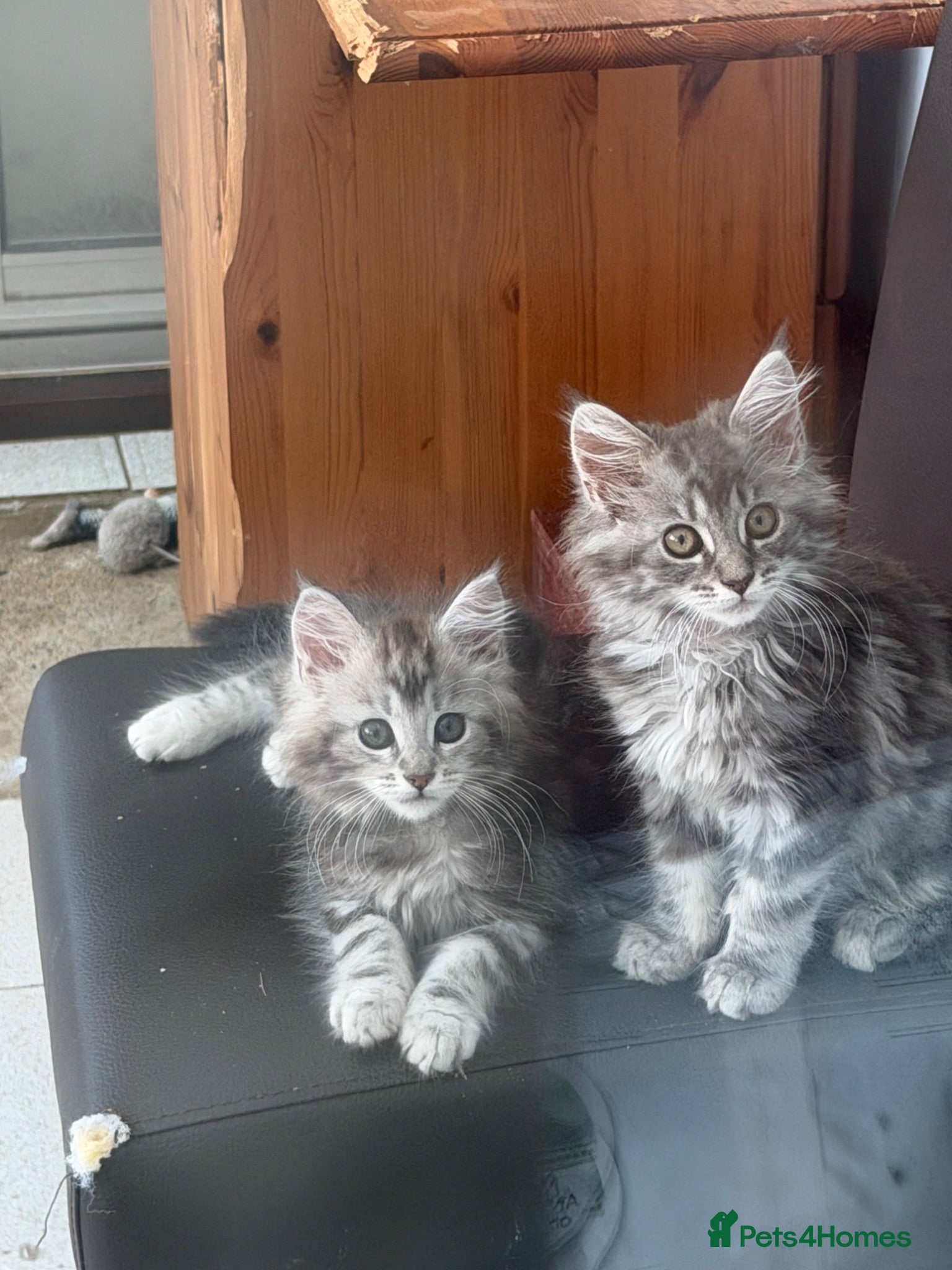 Maine Coon cats Maine Coon kittens - Advert 16
