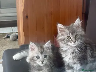 Maine Coon cats Maine Coon kittens - Advert 7