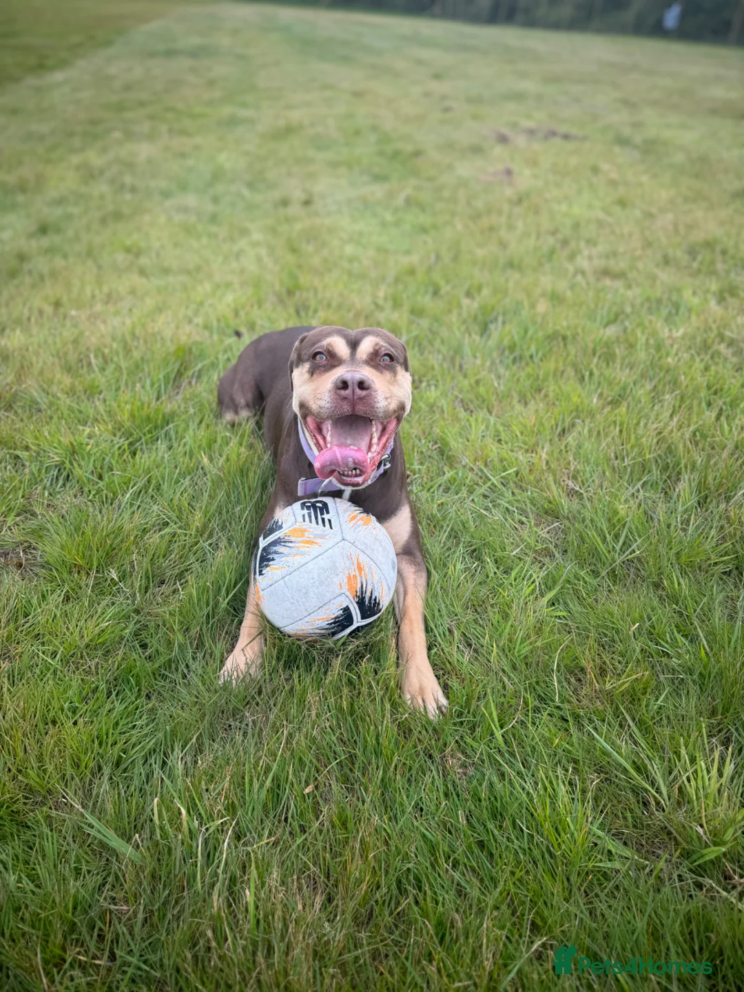 Mixed Breed dogs for sale: Storm is up for adoption  - Advert 1