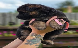 German Shepherd dogs for sale: Long Coat, Health tested, DM clear, GSD pups - Image 6