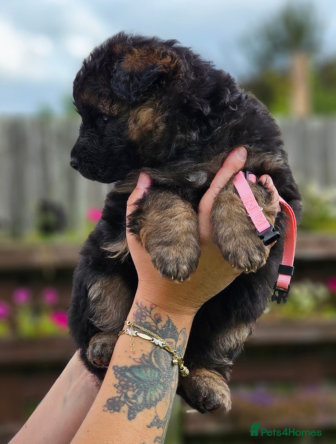 German Shepherd dogs for sale: Long Coat, Health tested, DM clear, GSD pups - Image 6