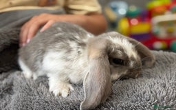 French Lop rabbits for sale: Male giant French lop - Image 1