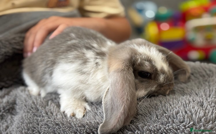 French Lop rabbits - Advert 1