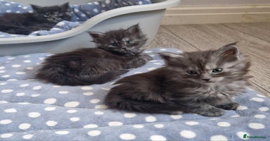 Maine Coon cats Pedigree Smoke Russian Line Mainecoons - Advert 5