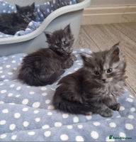 Maine Coon cats Pedigree Smoke Russian Line Mainecoons - Advert 5