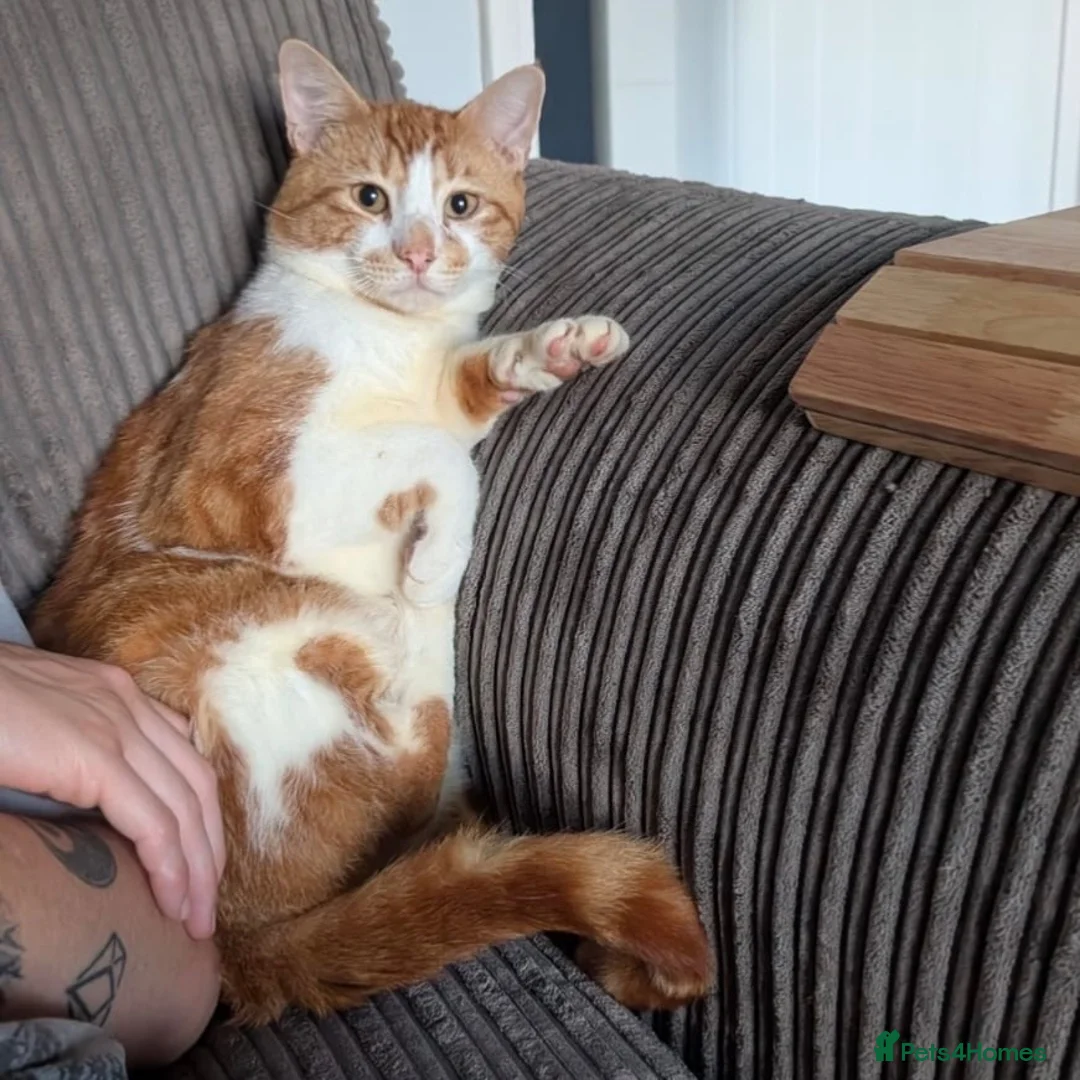 Domestic Shorthair cats for adoption: Toby, sweet 2 year old boy  - Advert 2