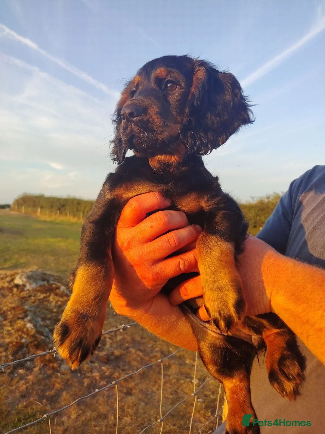 Cocker Spaniel dogs for sale: READY NOW Cocker Spaniel Pup 🩷🐶 - Advert 2