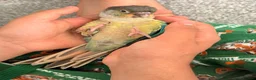 Conures birds for sale: Ready Now: Hand-Reared Baby Conures - Advert 13