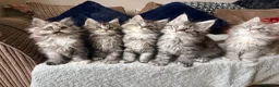 Maine Coon cats for sale: READY NOW. Two tica registered girls. 1 poly  - Advert 12