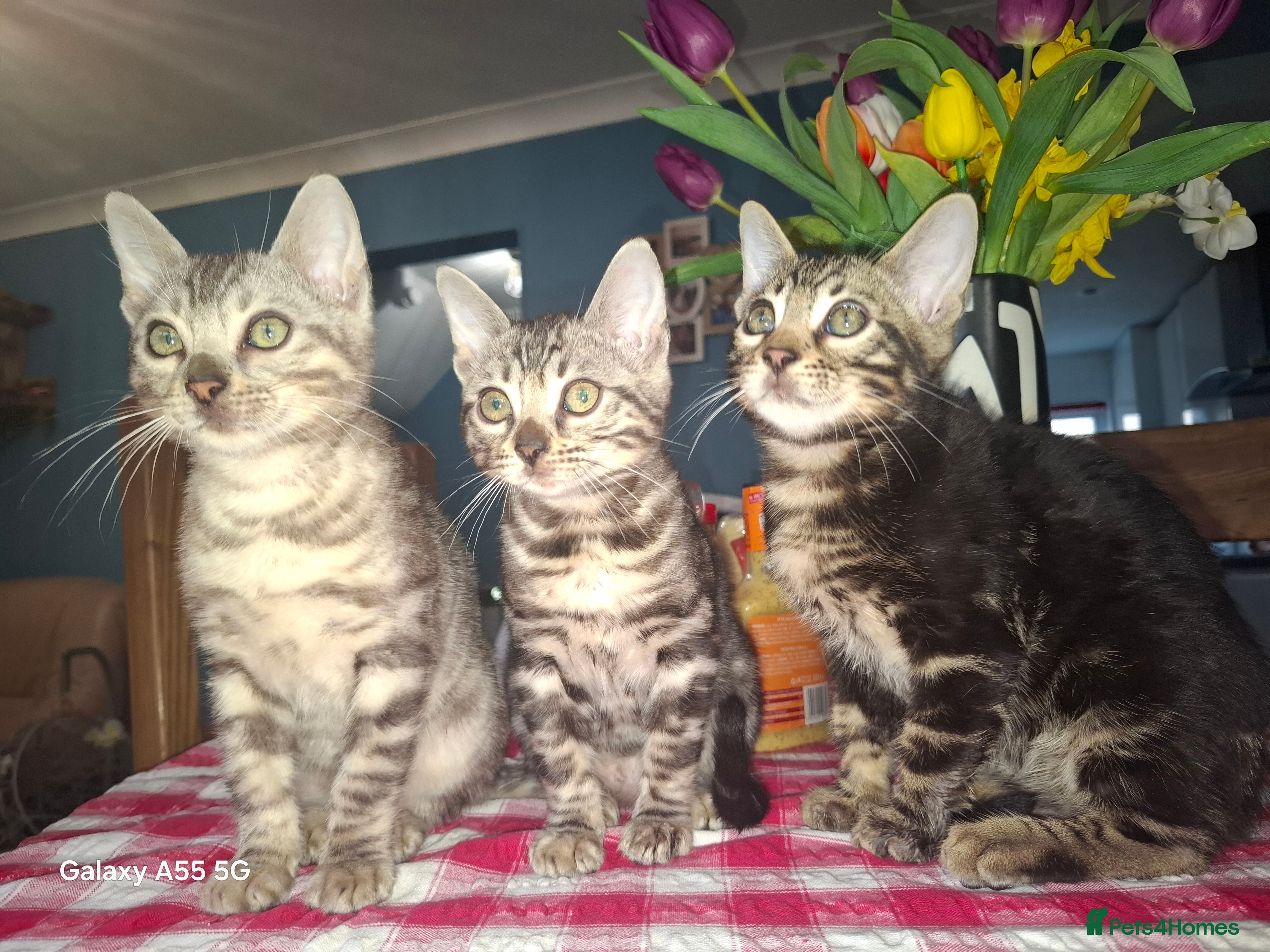 Bengal cats  Premium Bengal Kittens – 5★ Licensed Cattery - Advert 10