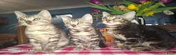 Bengal cats for sale:  Outstanding Bengal Kittens– 5★ Licensed Cattery - Advert 3