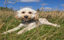 Cockapoo dogs for sale: Male Cockerpoo 2 year old - Image 1
