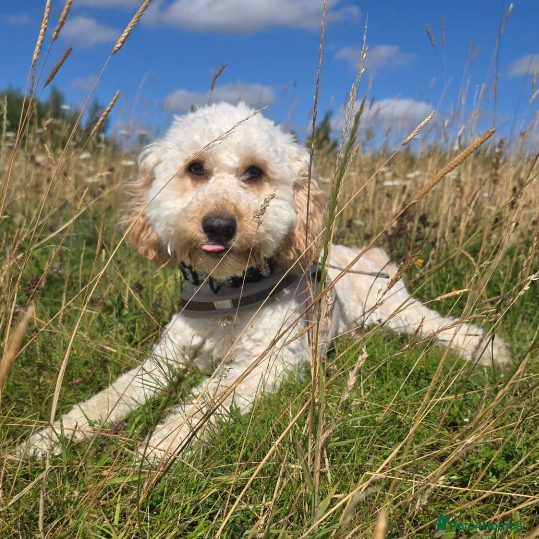 Cockapoo dogs for sale: Male Cockerpoo 2 year old - Image 1