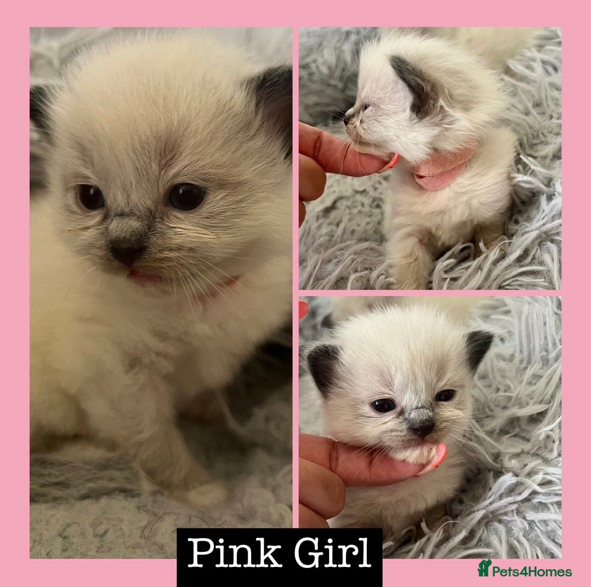 Ragdoll cats 🎀GCCF CH SIRED FEMALE RAGDOLL READY 24/12🎀 - Advert 2