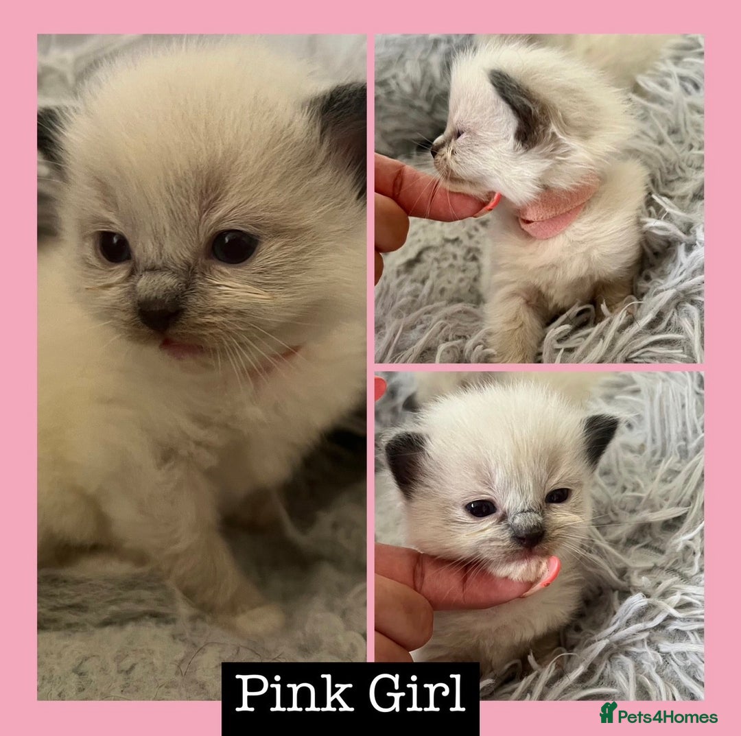 Ragdoll cats for sale: Champion sired female ragdoll ready 24 DECEMBER 💖 - Advert 1