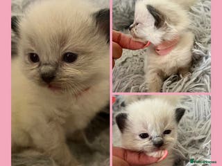Ragdoll cats 🎀GCCF CH SIRED FEMALE RAGDOLL READY 24/12🎀 - Advert 3