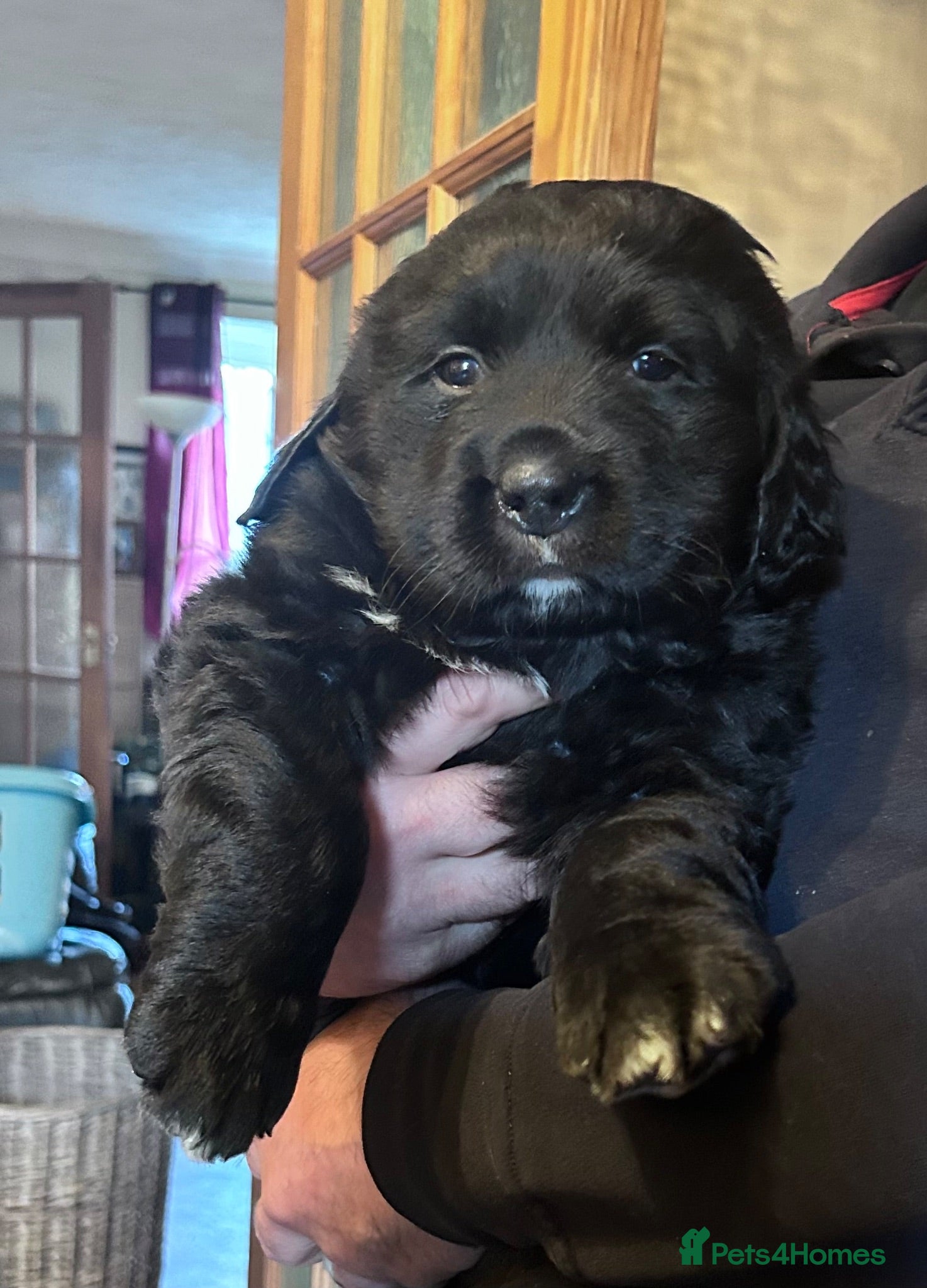 Mixed Breed dogs LABERNESE puppies - Advert 2