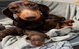 Miniature Dachshund dogs for sale: Gorgeous chocolate & Tan Miniature Dachshunds  - Image 1