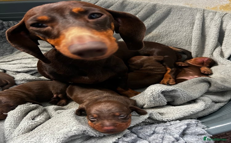 Miniature Dachshund dogs - Advert 10