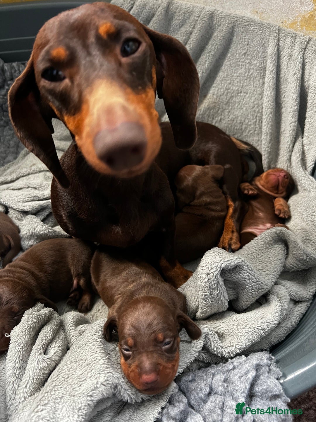 Miniature Dachshund dogs for sale: Gorgeous chocolate & Tan Miniature Dachshunds  - Image 1