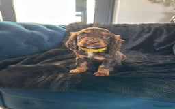 Cocker Spaniel dogs for sale: BEAUTIFUL LITTER OF TRICOLOURED COCKER SPANIELS  - Image 30