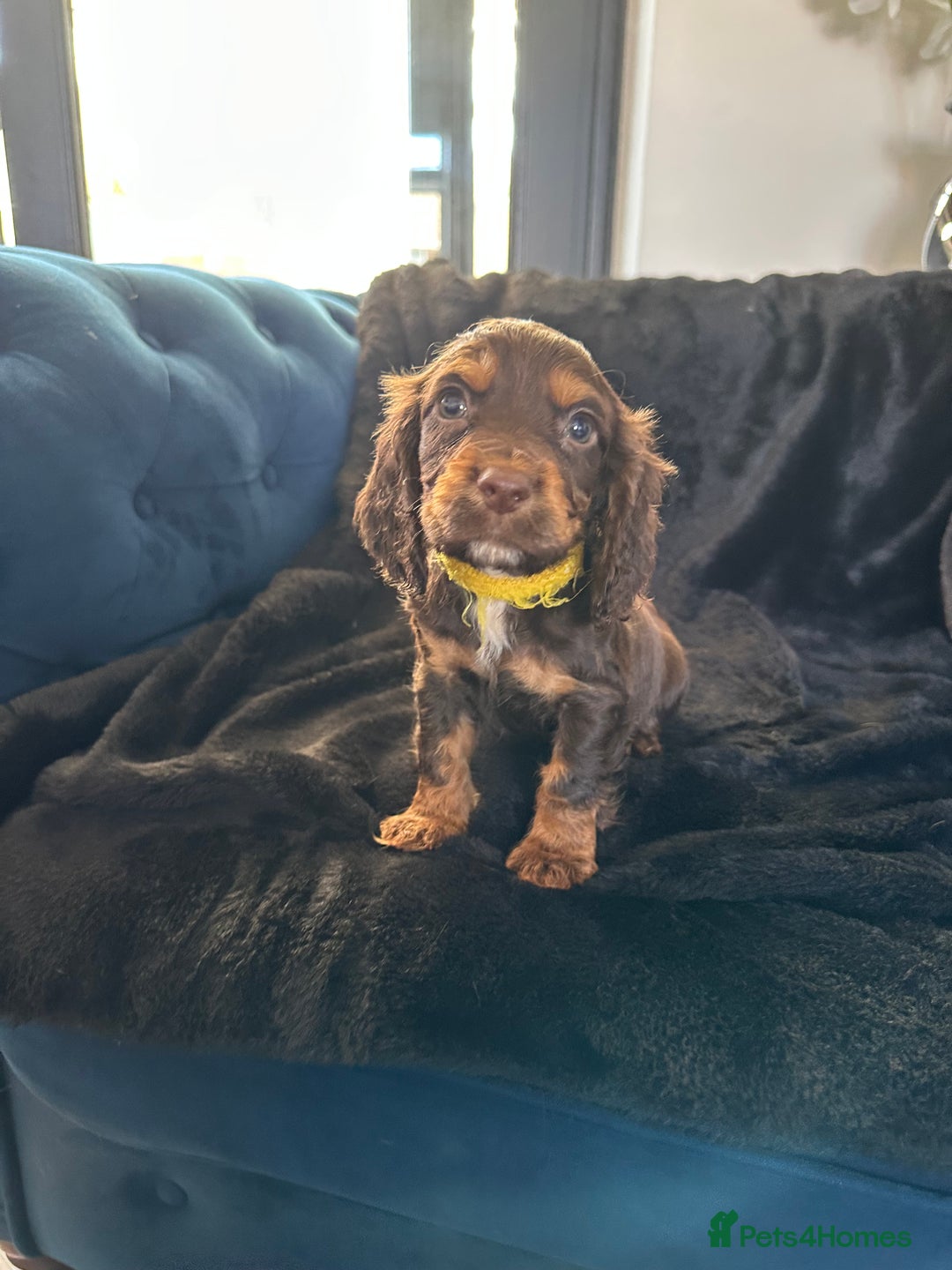 Cocker Spaniel dogs for sale: BEAUTIFUL LITTER OF TRICOLOURED COCKER SPANIELS  - Image 30