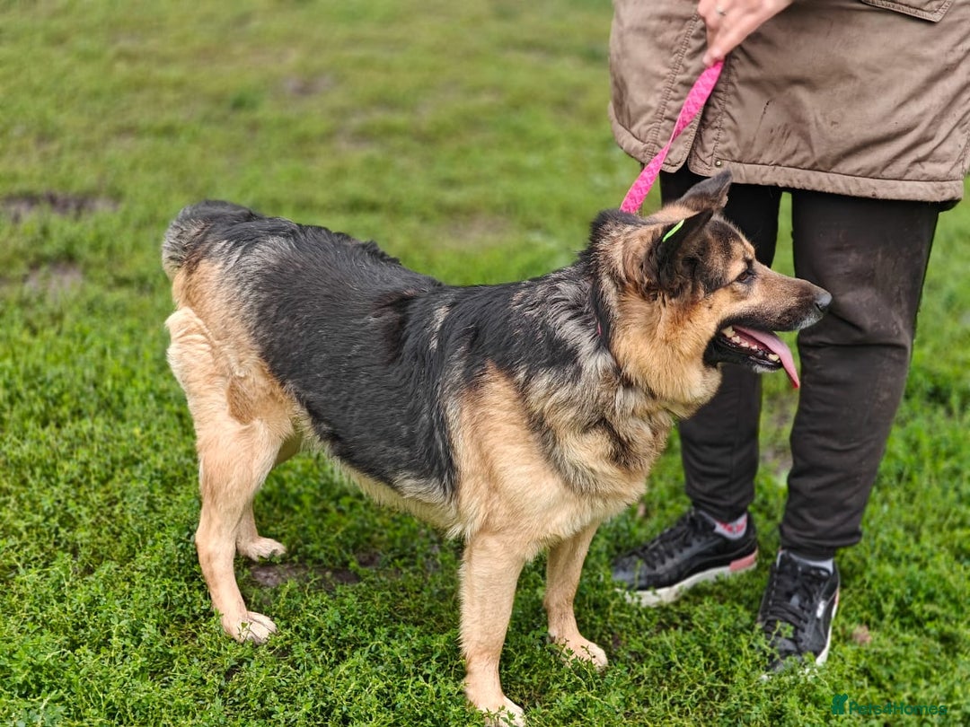 Mixed Breed dogs for adoption: 💖🐶 SIMA 🐶💖 - Image 8