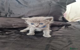Ragdoll cats for sale: Ragrex kittens for sale  - Image 12