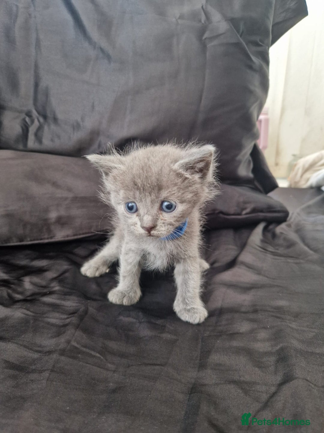 Ragdoll cats for sale: Ragrex kittens for sale  - Image 12