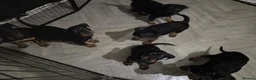 Rottweiler dogs for sale: 🐶 Beautiful Rottweiler Puppies - Advert 14