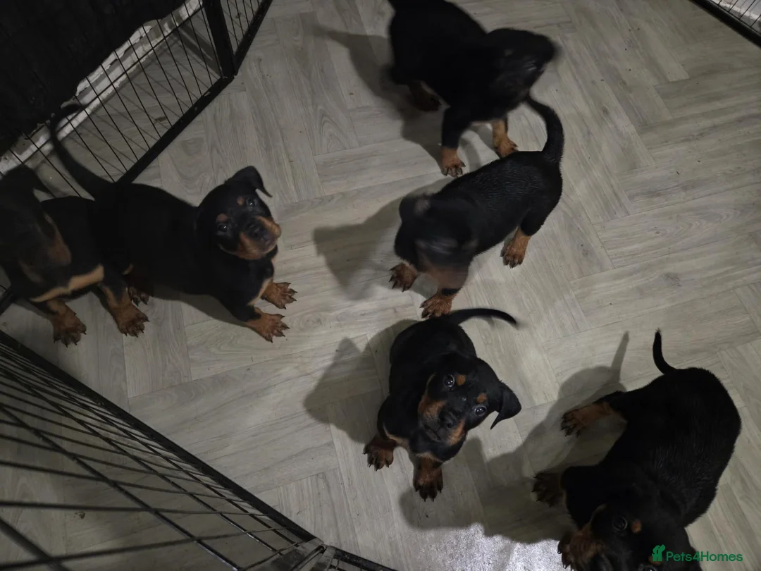 Rottweiler dogs for sale: 🐶 Beautiful Rottweiler Puppies - Advert 14
