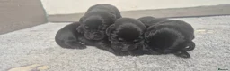 Labrador Retriever dogs for sale: Labrador retriever puppies  in Redruth - Advert 9