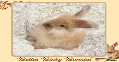 Angora rabbits - Advert 2