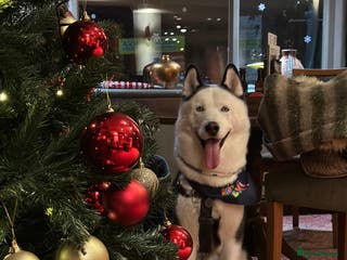 Siberian Husky dogs Stunning Blue eye Sibrian Husky for Stud(Proven) in Liverpool - Advert 7