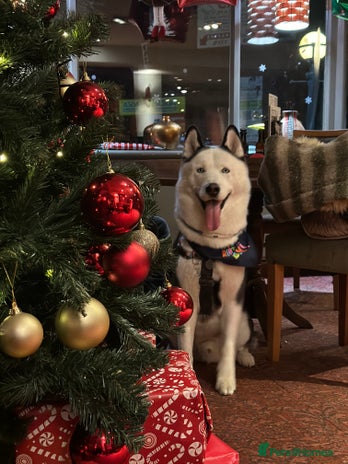 Siberian Husky dogs for stud in Liverpool - Advert 5