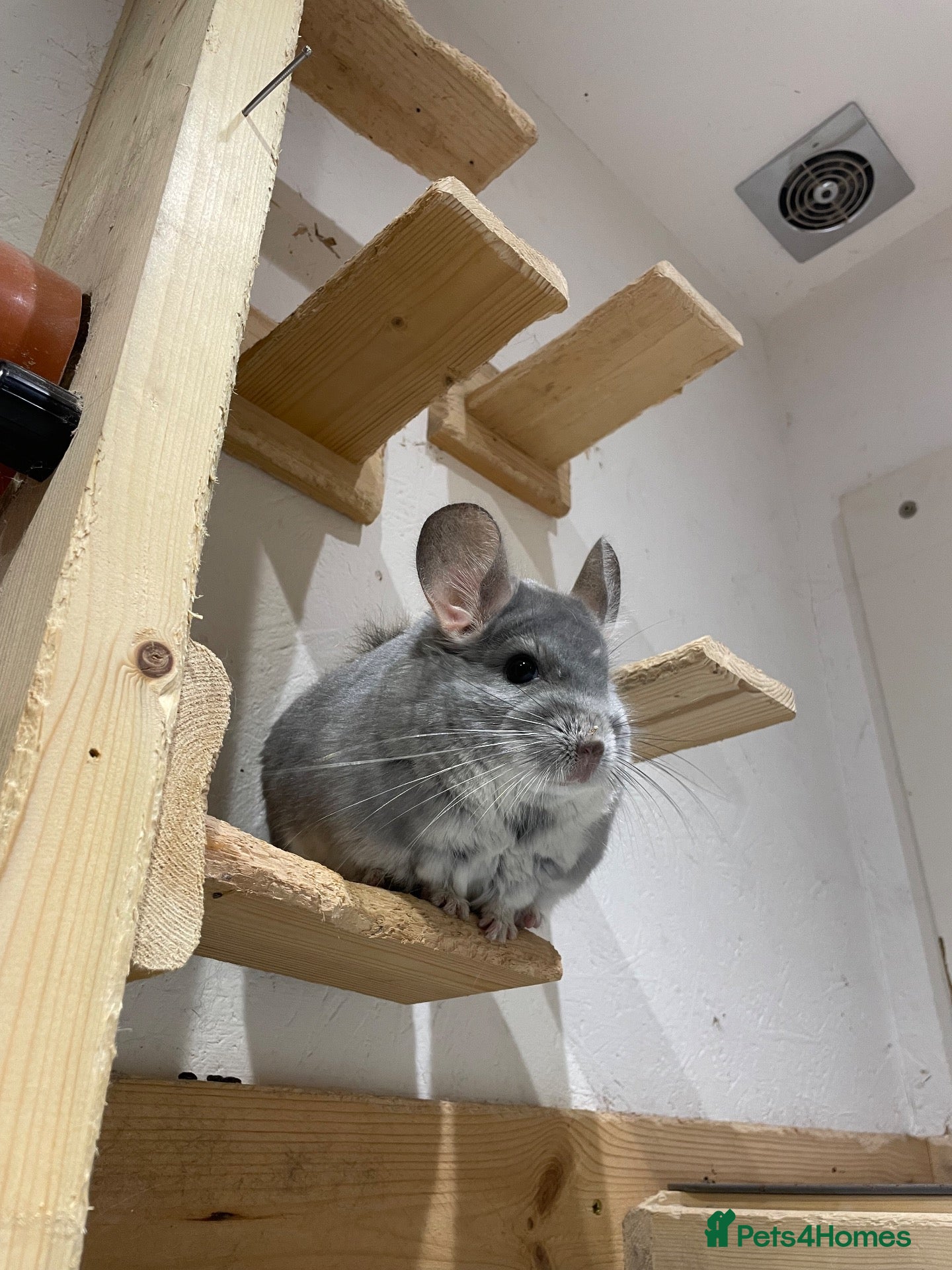 Chinchilla rodents Tofu looking for a loving new home - Advert 11