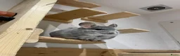 Chinchilla rodents for sale: Tofu looking for a loving new home in Bristol - Advert 1