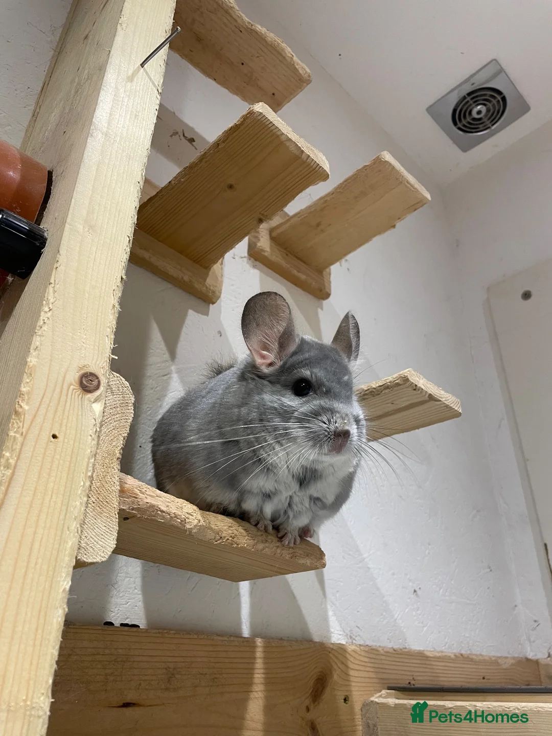 Chinchilla rodents for sale: Tofu looking for a loving new home in Bristol - Advert 1