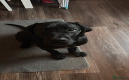 Cane Corso dogs for sale: Cane Corso  - Image 2